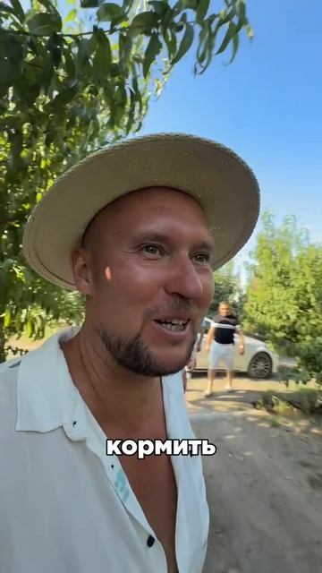 Как выращивают персики в Армении