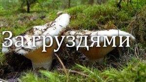 Будут на зиму солёные грузди.