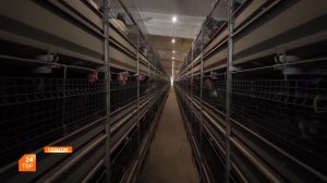 Сохраняя племенное поголовье птицы