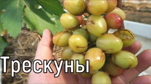 Эти формы винограда подлежат удалению. Ягода трещит. Разочарование 🍇 Юрий Стражев