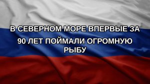 В Северном море впервые за 90 лет поймали огромную рыбу