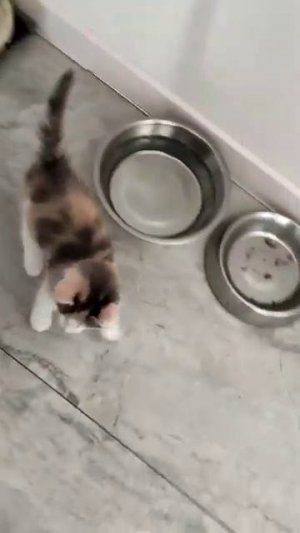 я покажу котенка которого родила моя кошка