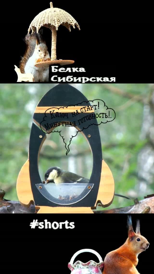 Синица в окне ракеты