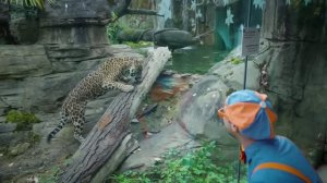 Изучаем удивительных животных с Блиппи 🐼🐨🦄 Обучающие видео для детей
