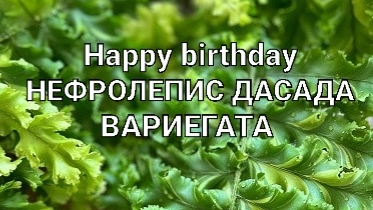 Очередная годовщина Нефролепис Дасада Вариегата пересалка