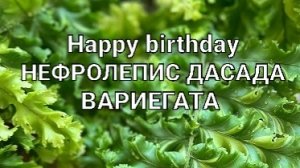 Очередная годовщина Нефролепис Дасада Вариегата пересалка
