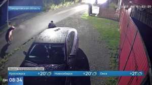 Нашествие медведей зафиксировали сразу в нескольких регионах Сибири.