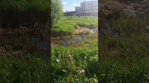крыса Лариса завела нас в болото