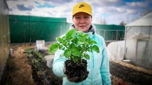 ПОСАДКА РАННЕГО КАРТОФЕЛЯ БЕЗ НАВОЗА! С ТРАВОЙ И КОМПОСТОМ через клубни и рассаду. Для супер урожая!