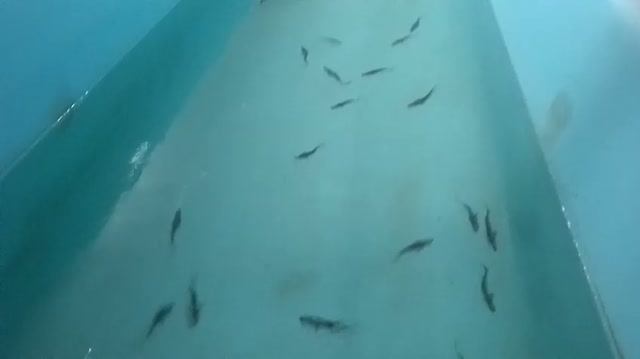 Amu Darya Shovelnose (P. Kaufmanni). The 1st Generation In Aquaculture. Nukus, Uzbekistan 15.08.2026
