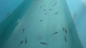 Amu Darya shovelnose (P. kaufmanni). The 1st generation in aquaculture. Nukus, Uzbekistan 15.08.2026