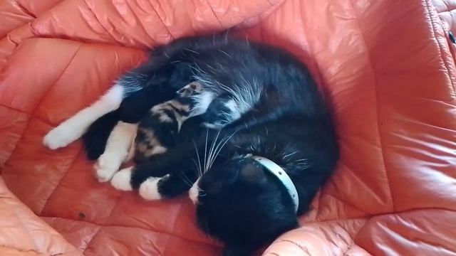 Родились..сладкие ляльки..