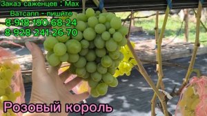 Обзор ранних сортов винограда. Часть 5.