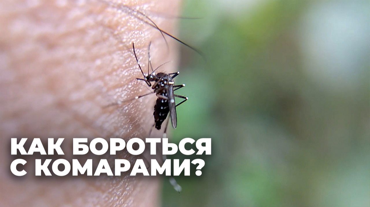 Где в Грузии больше всего комаров?