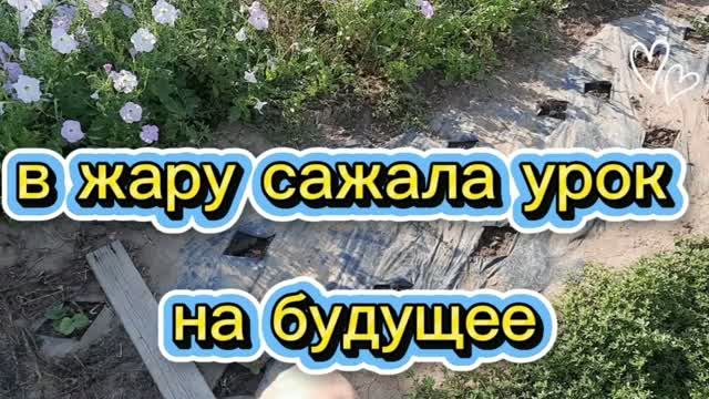 20. 08. 26. #mukbangtatyanaeats #клубника саженцы 🍓🍓 урок на будущее ........