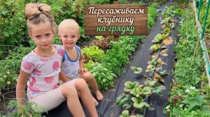 Пересадка клубники на грядку. Как пересаживать клубнику?!