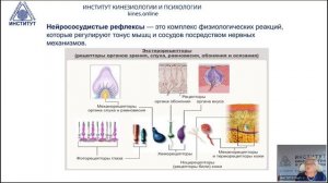 Вебинар №1 Нейрососудистые рефлексы для поддержания  и сохранения здоровья
