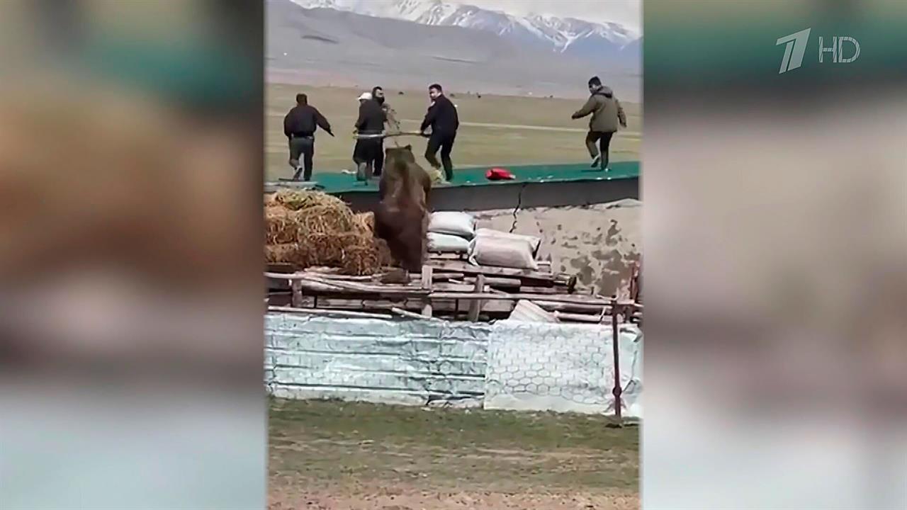 Медведи стали выходить к людям и все чаще нападать.