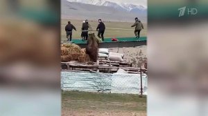Медведи стали выходить к людям и все чаще нападать.