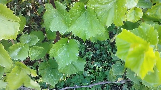 виноград технический дублянский и дружба