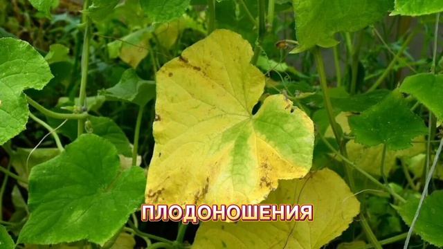 Причины пожелтения листьев огурцов.