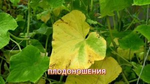 Причины пожелтения листьев огурцов.