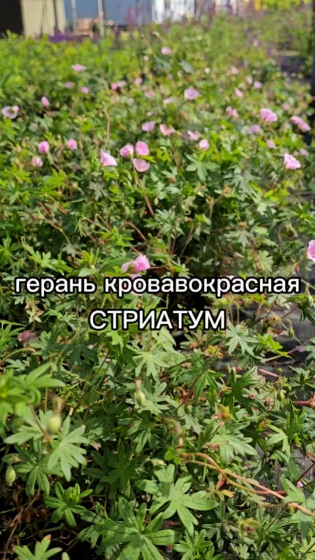 Морозостойкий многолетник с длительным цветением.