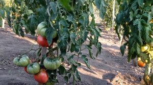 Грядки в конце августа: обзор сортов на кустах