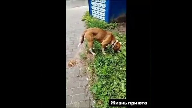 🇨🇭🇨🇭Положили кошелёк в карман и-бегом под музыку в аптеки и магазины.И искать новых бездомных.