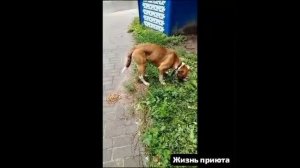 🇨🇭🇨🇭Положили кошелёк в карман и-бегом под музыку в аптеки и магазины.И искать новых бездомных.
