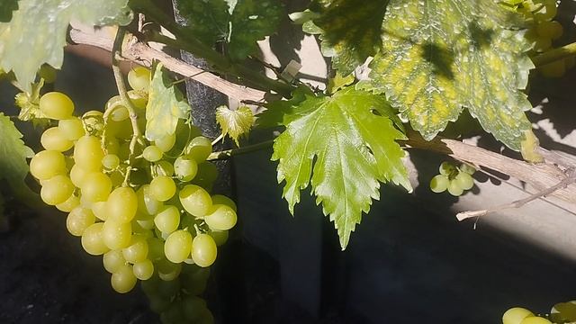виноград Лора и Монблан