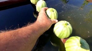 Огурдыня на вкус