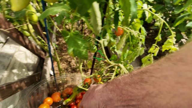 Продолжается сбор урожая 26 г.