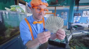 Блиппи изучает подводных животных 🐟🐠🪼 Изучай этот мир вместе с Блиппи  Обучающие видео для детей