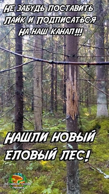 Нашли новый еловый лес