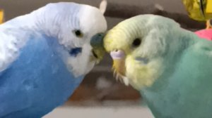 Начало семейной жизни 💞🦜 #ангелочеккеша #попугай #рек
