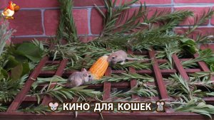 Видео для кошек про крысок развлекать питомцев 🐭🐀😂 601