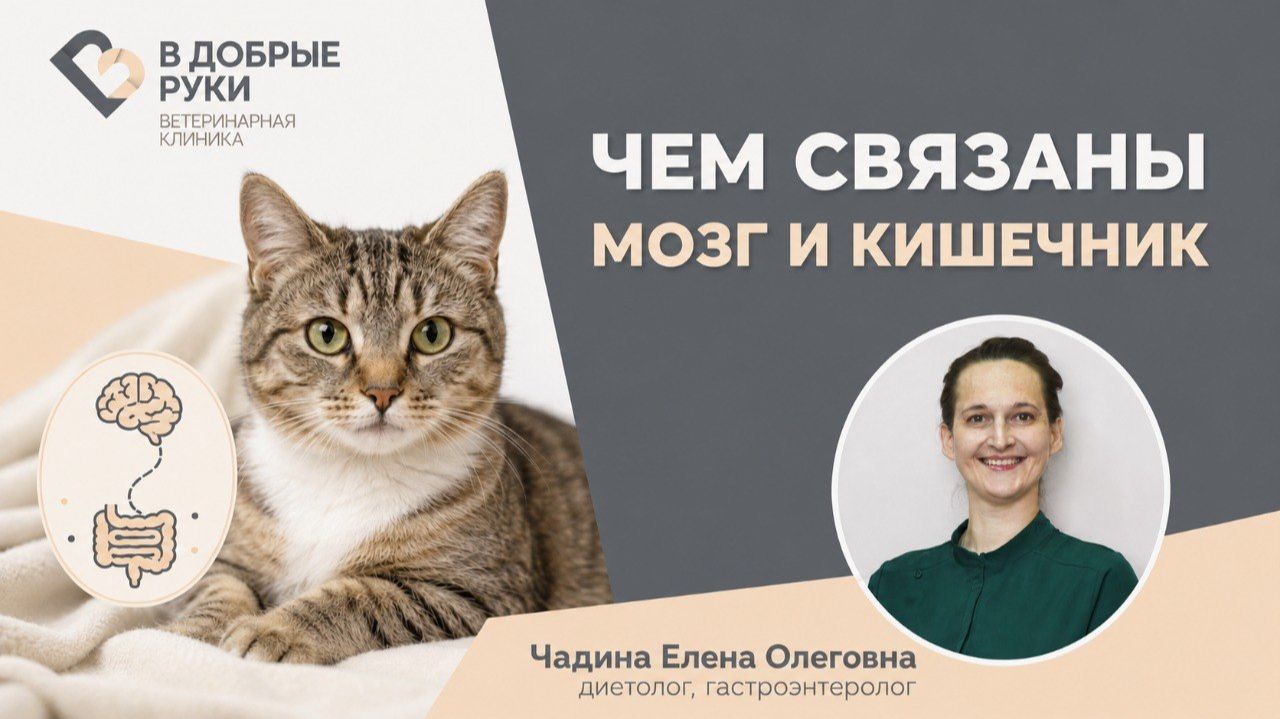 Чем связаны мозг и кишечник