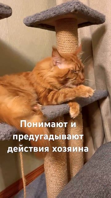 Характер Мейн-куна😼