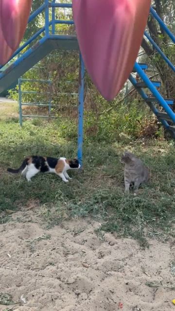Коржик. Любовь зла...