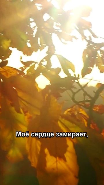 Осень ещё не началась, а я уже в неё влюбился. ГЕЛО — «Моё сердце замирает». 28.08 🍂