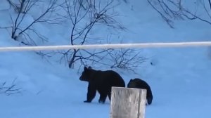 ПЕСНЯ МЕДВЕДЯМ