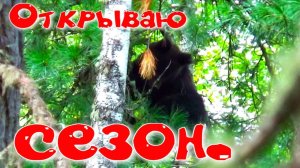 Жарко. Первый выход с Арканом, наткнулся на медведицу. Поднял выводок глухарей. Пошли первые грибы.