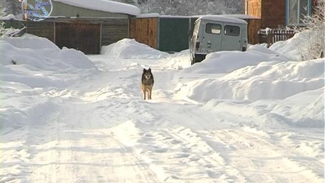 Программа Енисей-Информ ТВ. Выпуск №298 от 20.01.2012
