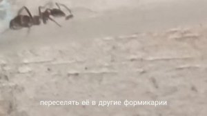 SERVIFORMICA RUFIBARBIS история моей колонии