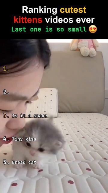 5 самых ПУШИСТЫХ котиков — номер 1 растопит тебя 😍