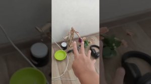 рубрика: преображаем мою свинарню 💗🌈 ✨
 1 серия