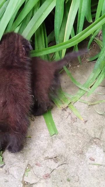#вэтотдень # весёлые котята, милые котята, прикольные котята