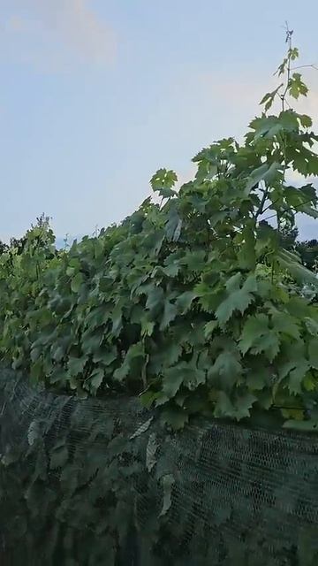 🌞 Солнечный ожог ягоды винограда 🍇 Юрий Стражев
