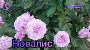 РОЗА НОВАЛИС.